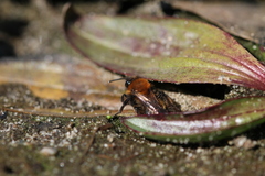 Andrena