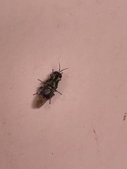 Isomerocera quadrilineata