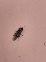 Isomerocera quadrilineata