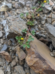 Medicago rigidula