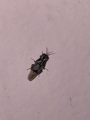 Isomerocera quadrilineata