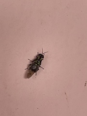Isomerocera quadrilineata