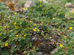 Medicago rigidula