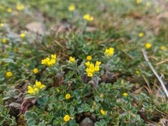 Medicago rigidula
