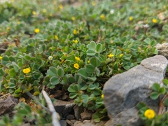 Medicago rigidula