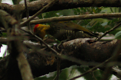 Piculus flavigula