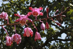 Myrmecophila grandiflora, photograph (c) Victor De la Cruz, some rights reserved (CC BY)