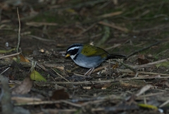 Arremon semitorquatus