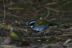 Arremon semitorquatus