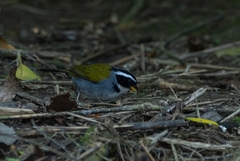 Arremon semitorquatus