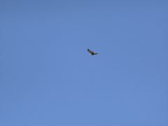 Buteo jamaicensis