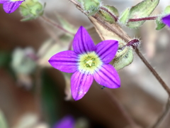Campanula hierosolymitana
