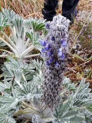 Lupinus triananus