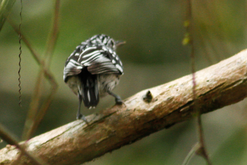 Myrmotherula multostriata