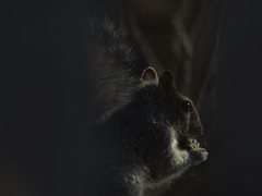 Sciurus carolinensis