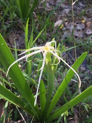 Hymenocallis liriosme