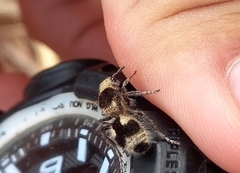 Dasymutilla arachnoides