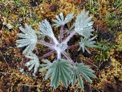 Lupinus triananus