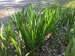 Hymenocallis liriosme