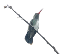 Chionomesa fimbriata