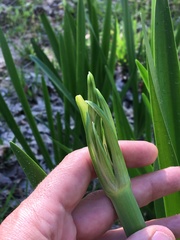 Hymenocallis liriosme