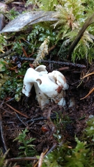 Helvella maculata