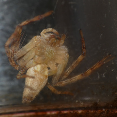 Oxyopes schenkeli