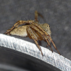 Oxyopes schenkeli
