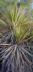 Yucca periculosa