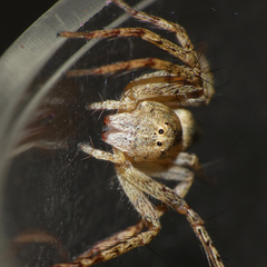 Oxyopes schenkeli
