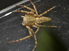 Oxyopes schenkeli