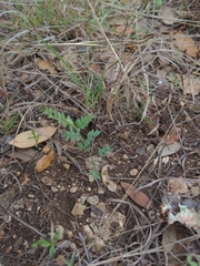 Astragalus nuttallianus