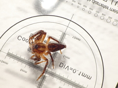 Oxyopes schenkeli