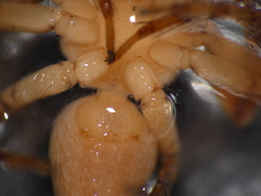 Oxyopes schenkeli