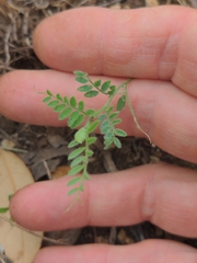 Astragalus nuttallianus