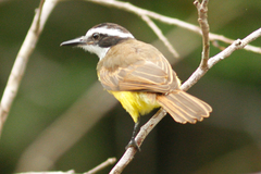 Lesser Kiskadee