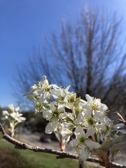 Amelanchier grandiflora