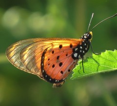 Acraea neobule