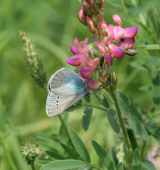 Glaucopsyche lycormas