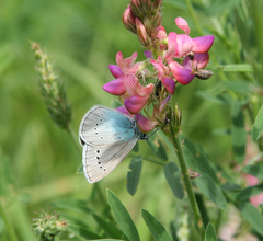 Glaucopsyche lycormas