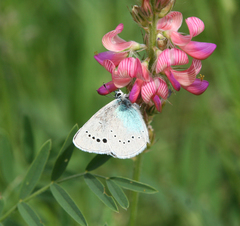 Glaucopsyche lycormas
