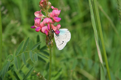 Glaucopsyche lycormas
