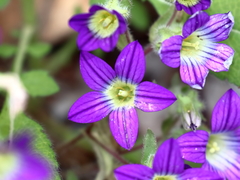 Campanula hierosolymitana
