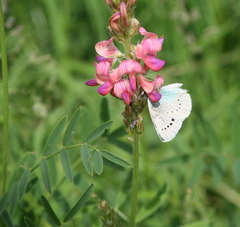 Glaucopsyche lycormas