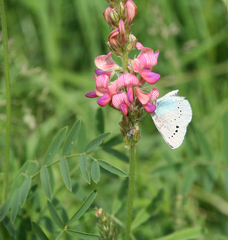 Glaucopsyche lycormas