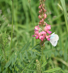 Glaucopsyche lycormas