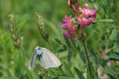 Glaucopsyche lycormas