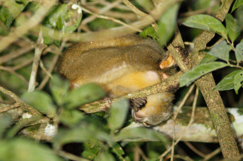 Aotus vociferans
