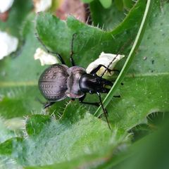 Carabus lusitanicus