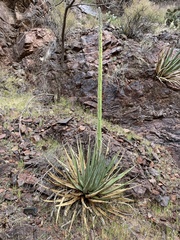 Agave utahensis
